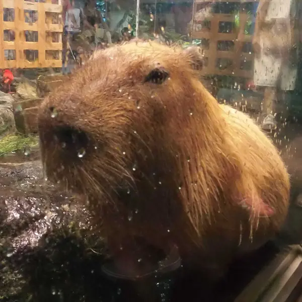 ハンディ