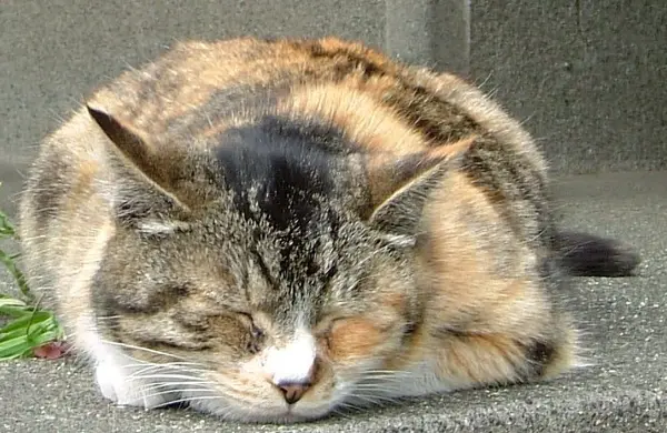 MOTOSEKO